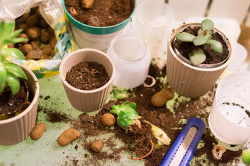 Cache-pot. Succulents. Haworthia. Light interior. Ceramic flower pots. Gardening. Plant transplant. Light background.
