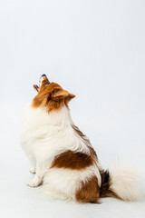 Two Clicks Fotografia - Fotografia Pet