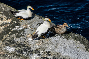 North Pacific Eiders (Somateria mollissima v-nigrum) at Chowiet Island, Semidi Islands, Alaska, USA