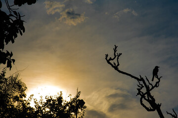 Silhouette of nature at sunset revealing a beautiful sky, selective focus.