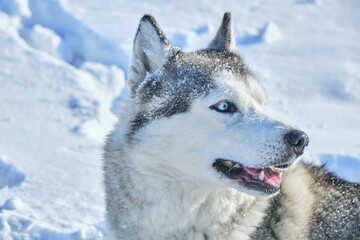 Muzzle of Siberian Husky dog on snow background on bright sunny day.