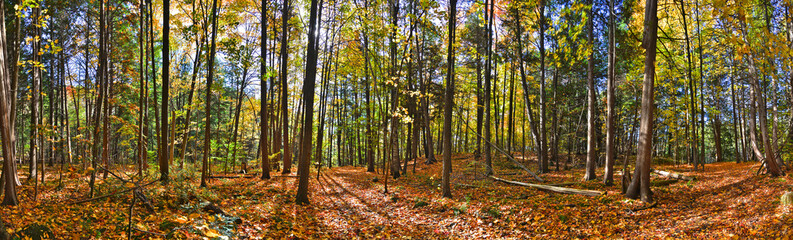 Fototapeta premium Panoramic view of the natural parkland forest in fall