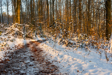 sunny winter forest with footpath
