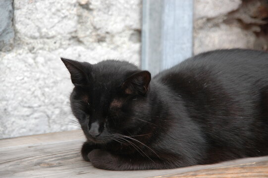 Sleepy Cat; France; Conflans 