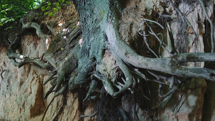Zoom shot of exposed tree roots. Natural loess ravine.