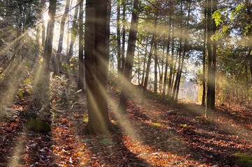 Sunlight through the forest in the morning