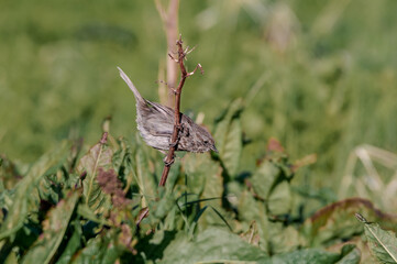 Song Sparrow (Melospiza melodia) at Chowiet Island, Semidi Islands, Alaska, USA