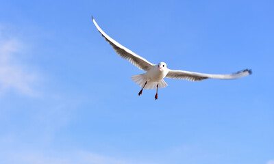 the sun illuminates the seagull, clouds emphasize the depth and power of the flight taking place, wide-spread wings and webbed legs emphasize the seagull's fitness for living in air and sea water