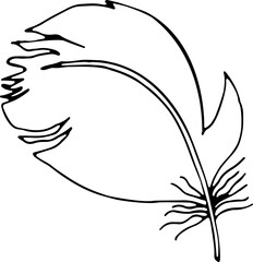 Fototapeta na wymiar Vector illustration of a pen. Isolated image of a bullfinch feather. Black and white feather in doodle style.