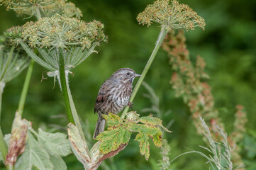 Song Sparrow (Melospiza melodia) at Chowiet Island, Semidi Islands, Alaska, USA