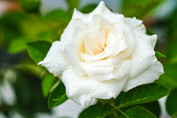 Pink roses in the park