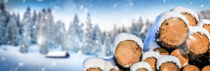 Forest pine and spruce trees covered with snow. Log trunks pile in winter, the logging timber wood...