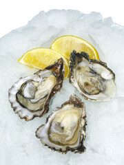 Fresh open oysters with lemon on crushed ice