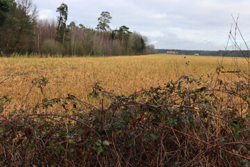 Obraz premium Felder und Wälder im Münsterland