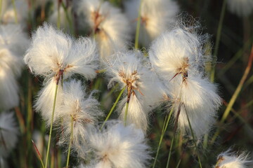 Cotton Grass tufts, close up