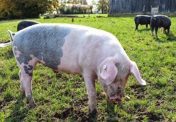 pigs in a farm