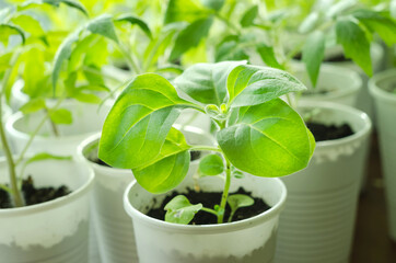 Growing seedlings of petunia flowers at home for a garden