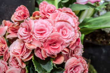 Tuberous Begonia (Begonia multiflora) in greenhouse, Moscow, Russia