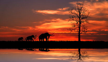 Naklejka na ściany i meble silhouette of Elephants walking through the grassFields on the sunset.The colorful of the sunset and sunrise.
