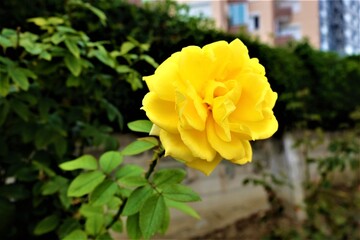 Closeup of a yellow rose in a garden under the sunlight with a blurry background, selective focus. Open, incredibly beautiful yellowish flower. Blooming, floristics. It is called "Sari Gul" in Turkish