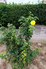 Closeup of a yellow rose in a garden under the sunlight with a blurry background, selective focus. Open, incredibly beautiful yellowish flower. Blooming, floristics. It is called 