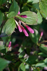 Old Fashioned Weigela (Weigela florida) in park, Central Russia