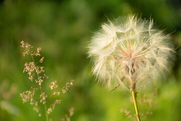 Fluffy dandelion flower on a green background. Soft selective focus. Beautiful spring or summer nature scene