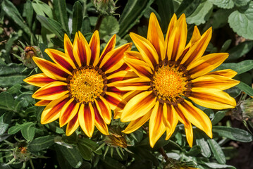 Treasure Flower (Gazania hybrida) in garden