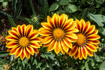 Treasure Flower (Gazania hybrida) in garden