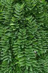 Blätter einer Esche