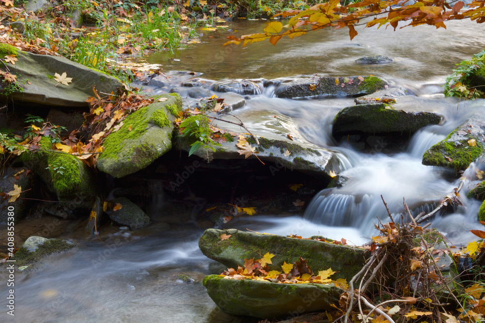 Wall mural stream in the forest