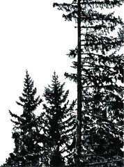 Silhouettes of fir trees isolated on white background. Natural monochrome vertical background with coniferous forest. Two smaller trees grow next to the tall spruce. Vector, eps10.