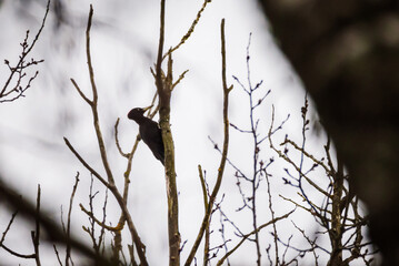 Selective focus photo. Black woodpecker bird. Dryocopus martius.
