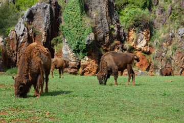 
Animal life in the Cabarceno park, elephants, bison, primates (Cantabria)