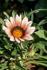 Treasure Flower (Gazania hybrida) in garden