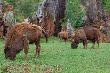 
Animal life in the Cabarceno park, elephants, bison, primates (Cantabria)