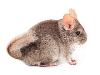 Little gray chinchilla.