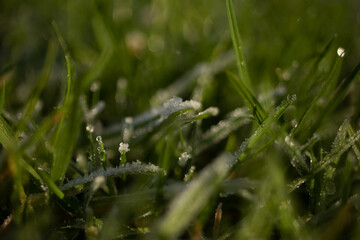Frozen grass green leaf winter season