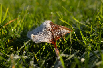 Frozen grass green leaf winter season