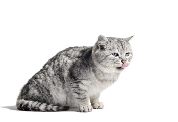 mongrel tabby cat sits on a white background