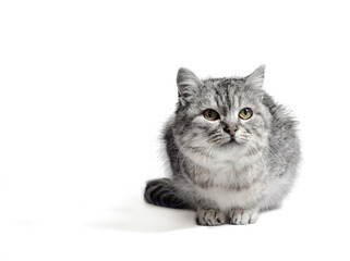mongrel tabby cat sits on a white background