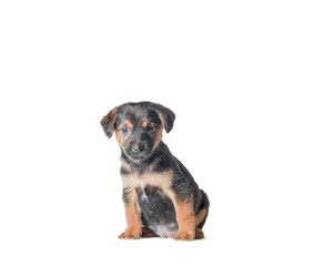 mongrel black with red puppy sitting on a white background