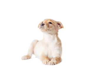 golden puppy lies on a white background and looks up