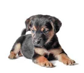 mongrel black and tan puppy lies on a white background