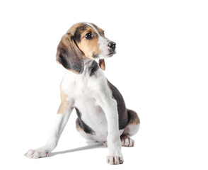 Estonian Hound puppy sits on a white background