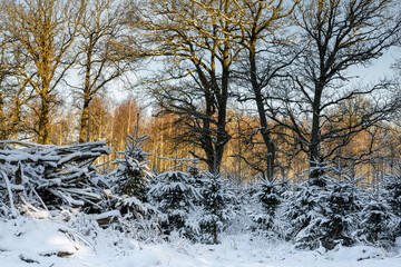 Trees covered in snow a crispy cold winter day in a forest. Picture from Eslov, southern Sweden