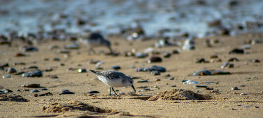 Vendée, France; January 25, 2021: A sanderling (Calidris alba) looks for moluscs to eat on a beach in Bretignolles Sur Mer.

