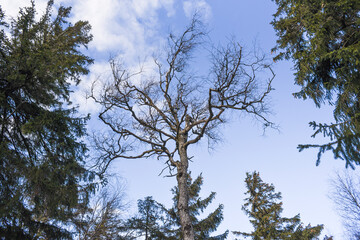 .A dried up tree against the sky next to other trees.