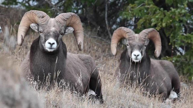 Bighorn sheep in the wild