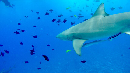 Fototapeta premium Lemon shark in Bora Bora